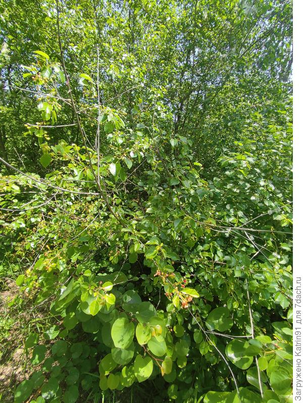 Г. Севастополь