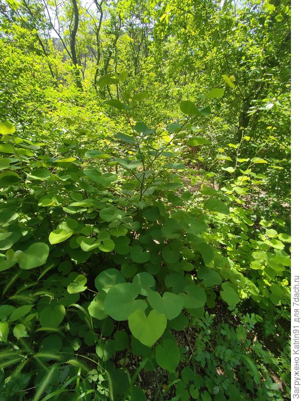 Г. Севастополь