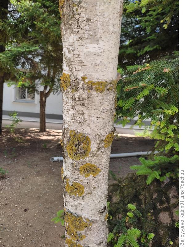 Ствол окр.43 см