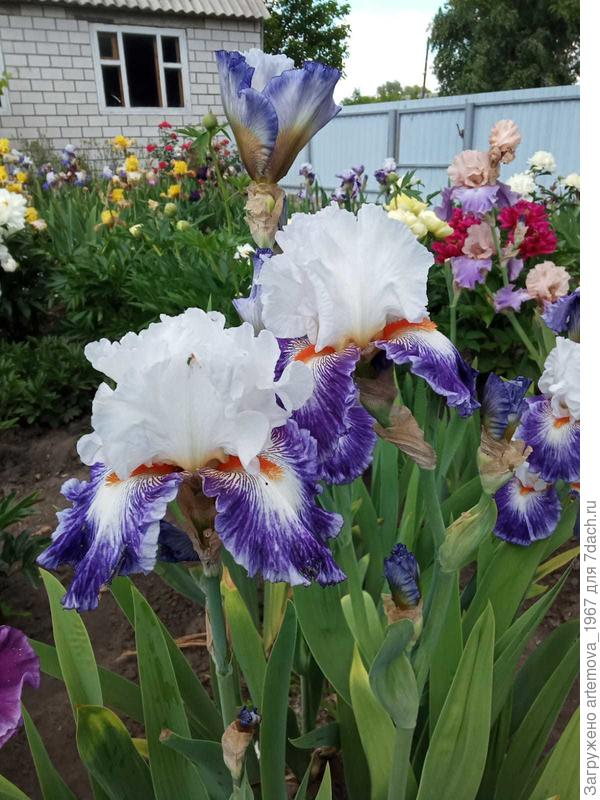 Ирисовая сказка