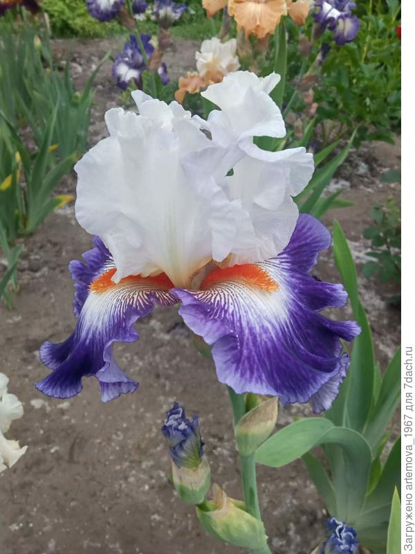 Настоящий лорд