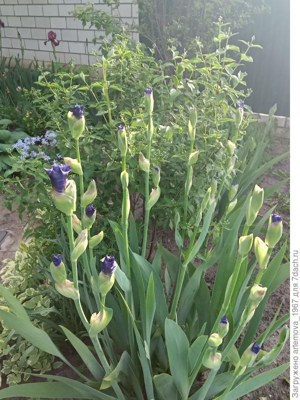 Картина Пробуждение!