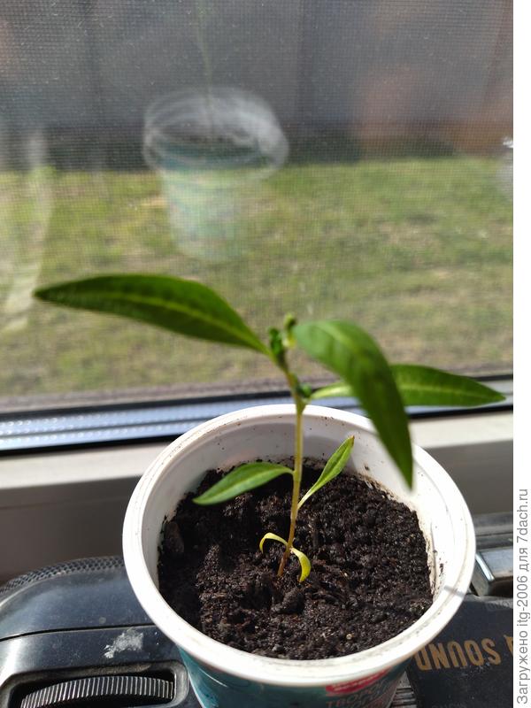 Возможно семечко было в грунте. Не пойму сорняк или нет.  На верхушке вроде почки или бутоны. Помогите определить, пожалуйста.