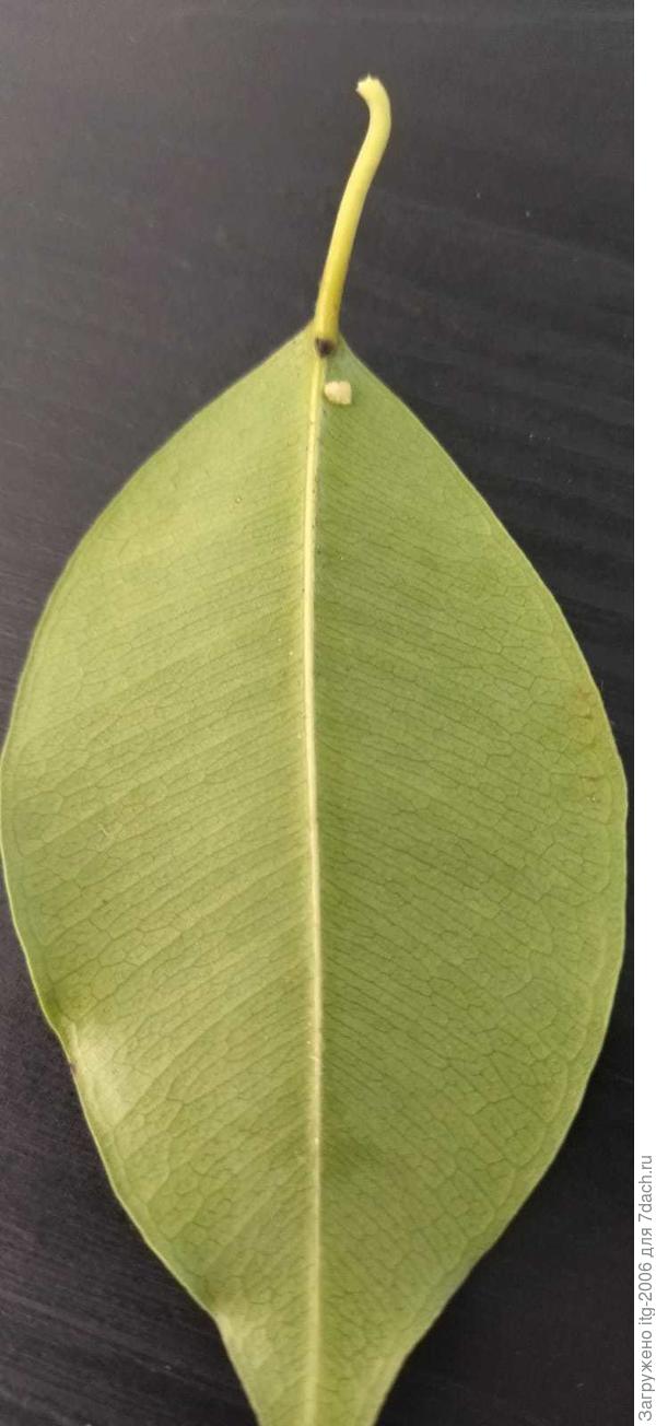 вот такие коконы (или гнезда) на растении в большом количестве. Волокна такие только на этом растении. На вату не похожи вроде. Этот вроде еще не пустой, наверное там вредитель и есть.