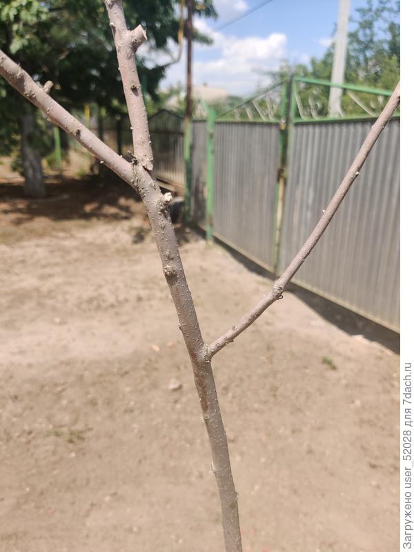 Вроде как привитая