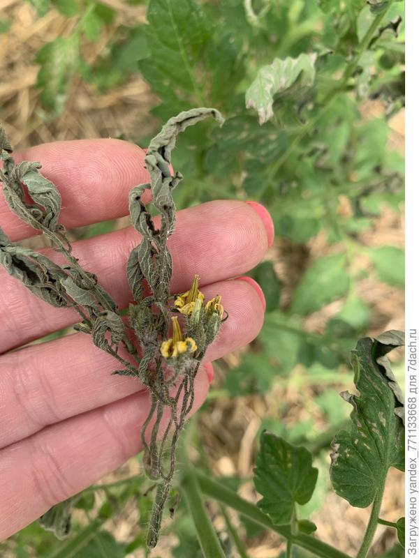 Высохшая завязь