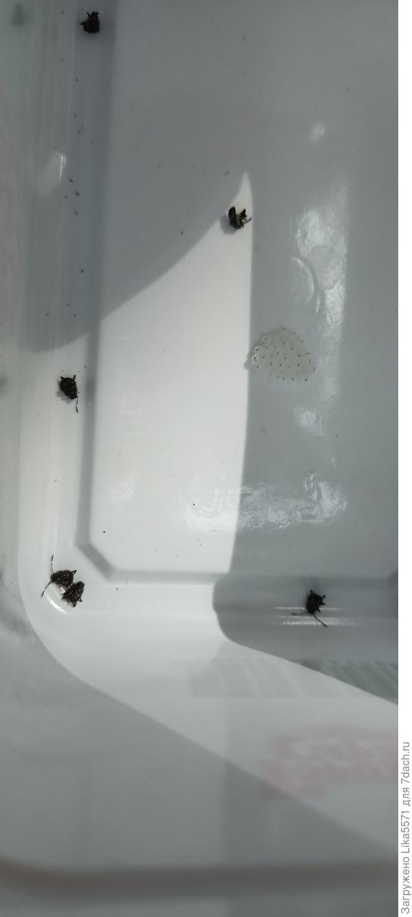 Пароклайн сработал