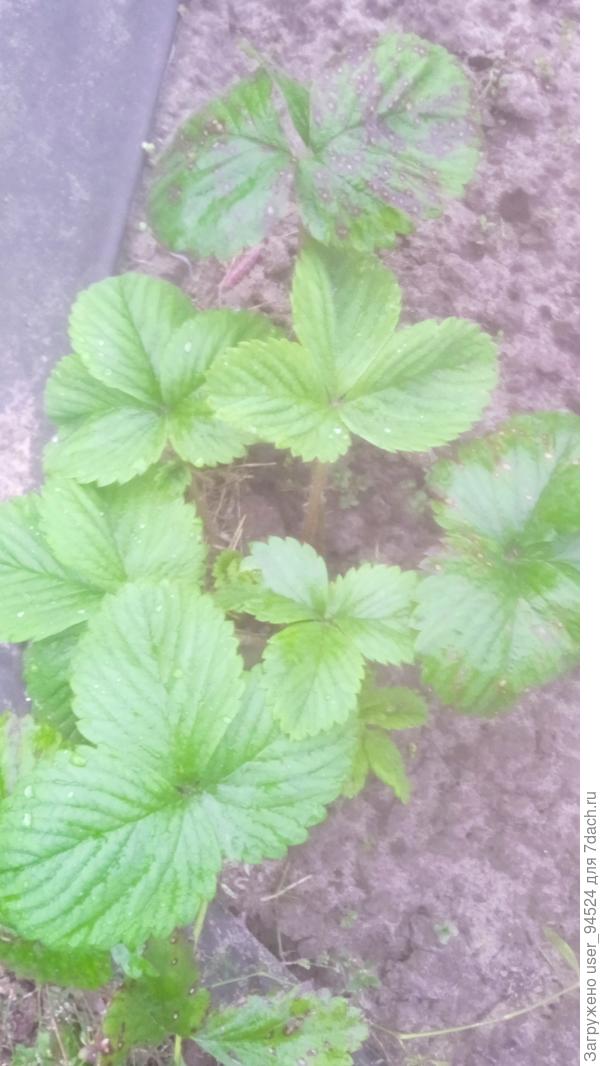 Из посаженной своей рассады прошлой осенью