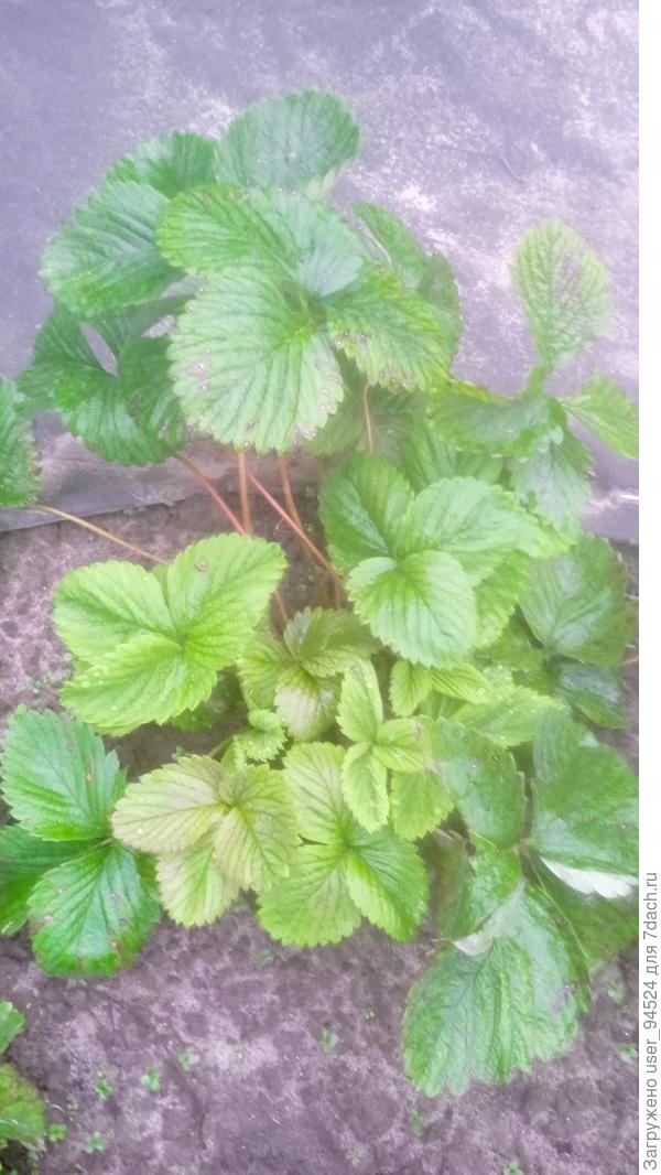 Тоже посадка прошлой весной из рассады фриго, но цветов и плодов тоже не было