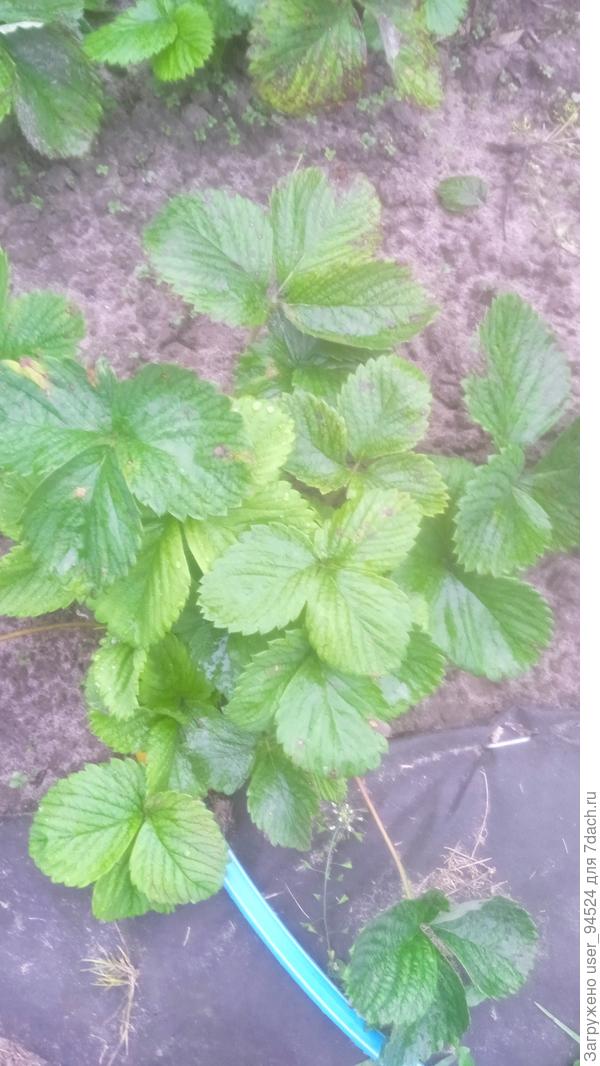 А этот сажала прошлой весной из фриго, но цветов и ягод не было, куст пышный