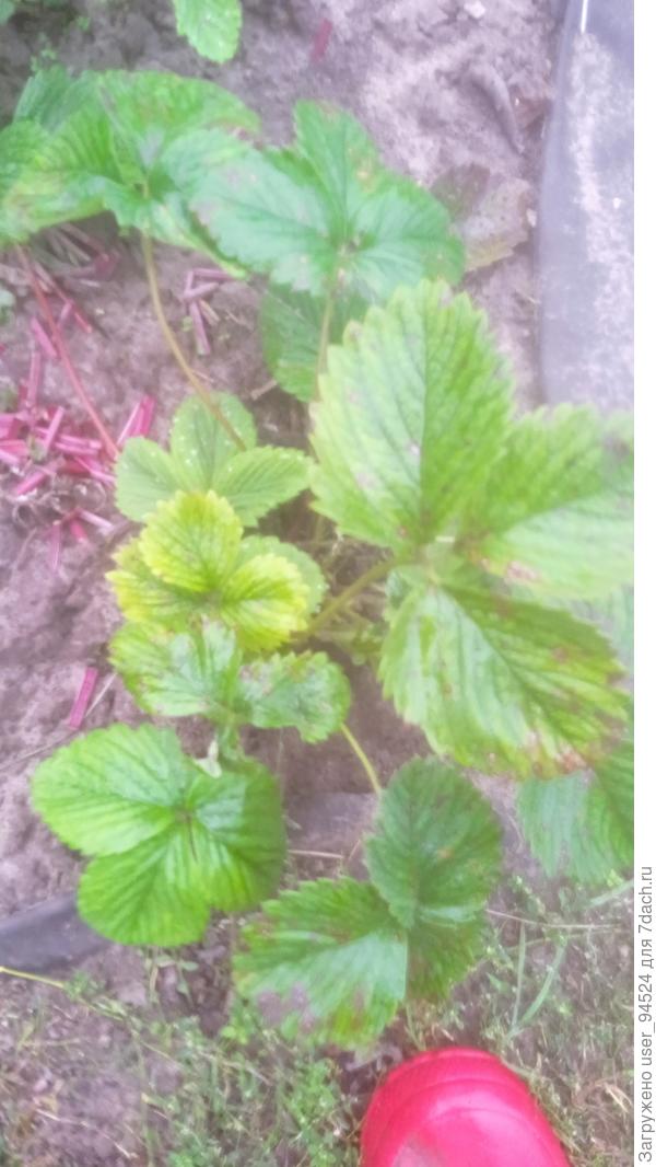 Тоже из посаженной своей рассады прошлой осенью