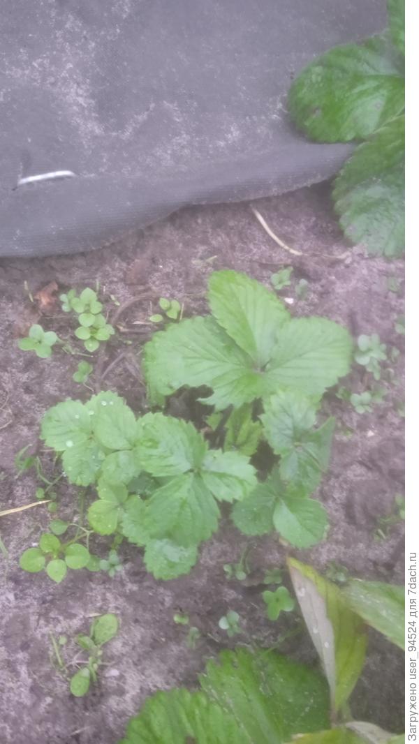 Посадка прошлой весной из фриго. Единственный пытался плодоносить, но высох, отрастают новые листочки