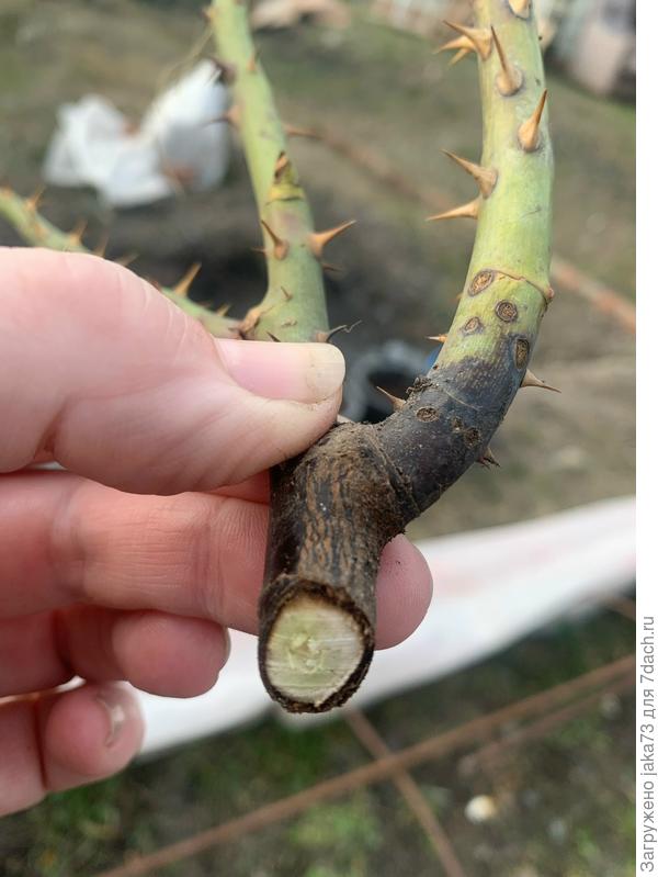 Срезанный под корень хороший внешне побег, но с черной начинающей отслаиваться корой внизху