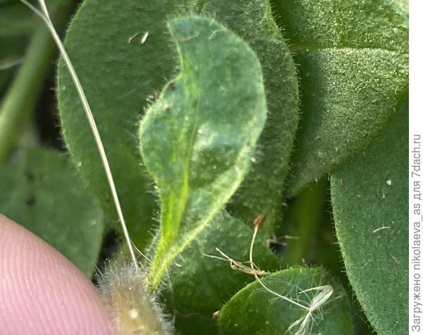 Новый листик