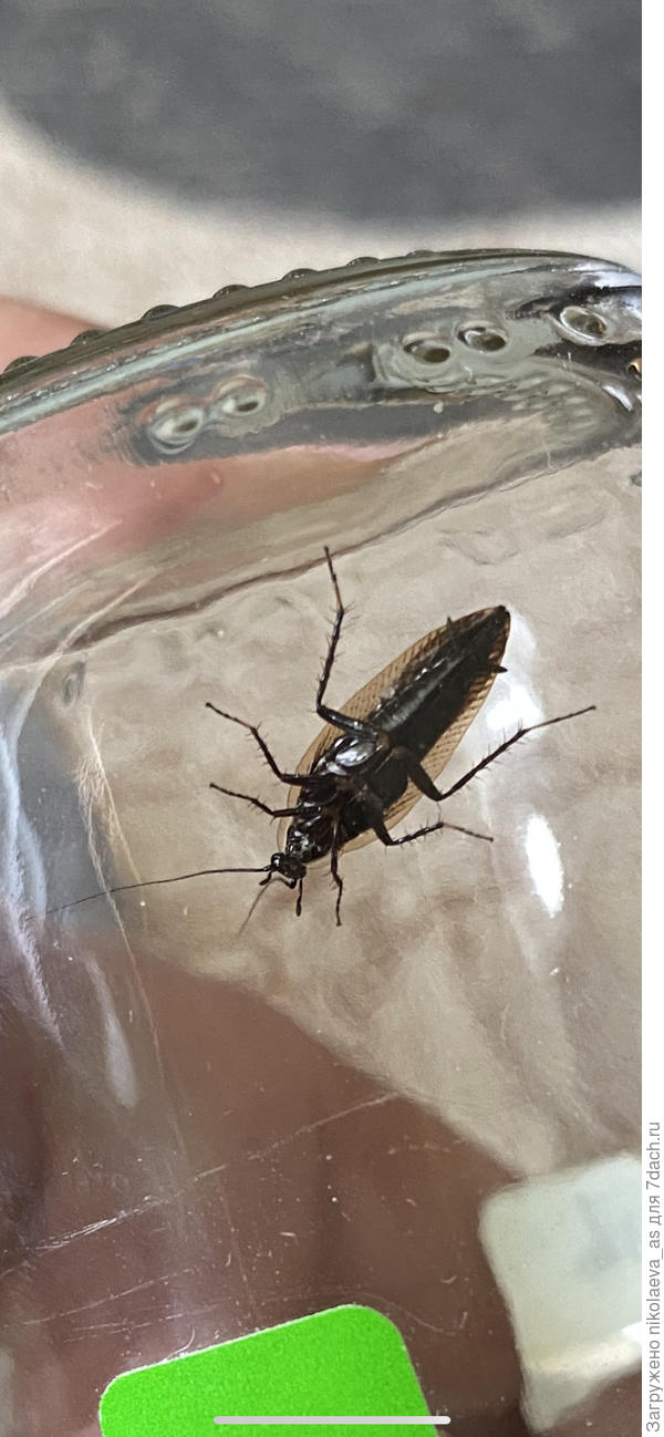 Вид с брюшка