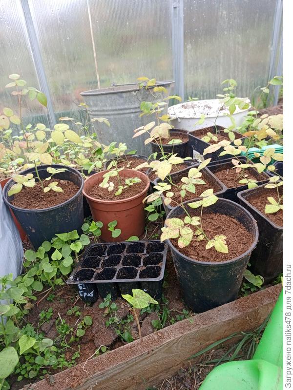 Пересадила в горшки