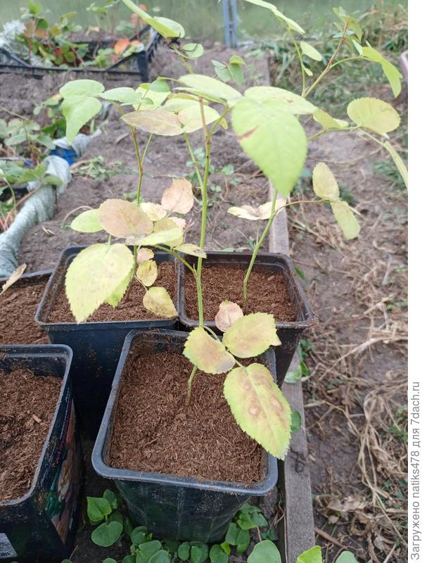 Вот такие тоненькие и длинные