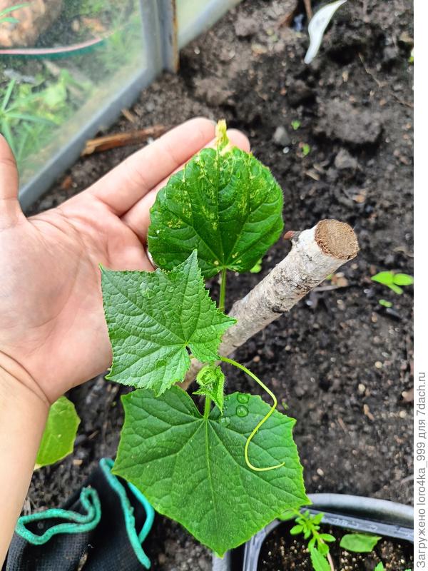 Листья огурцов