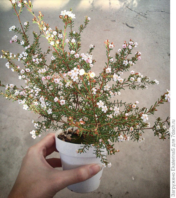 Хамелациум-2