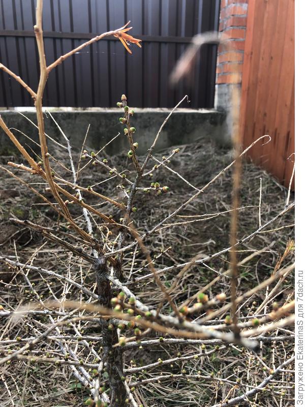 Зиму пережила)