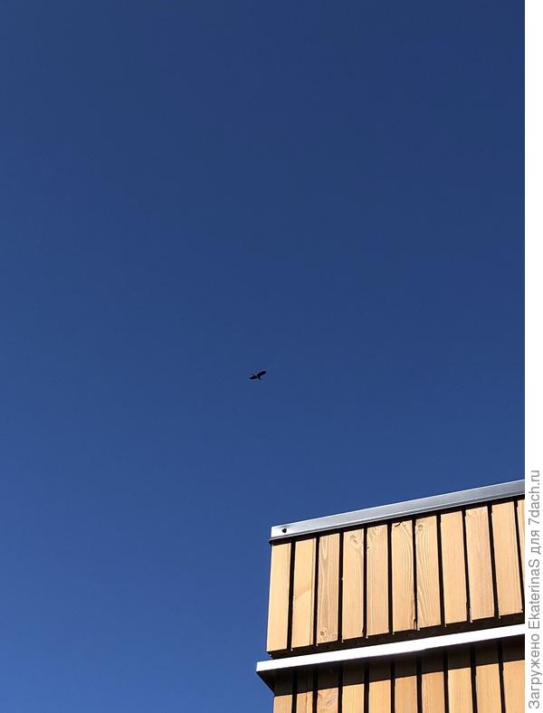 А в небе сегодня кружила цапля