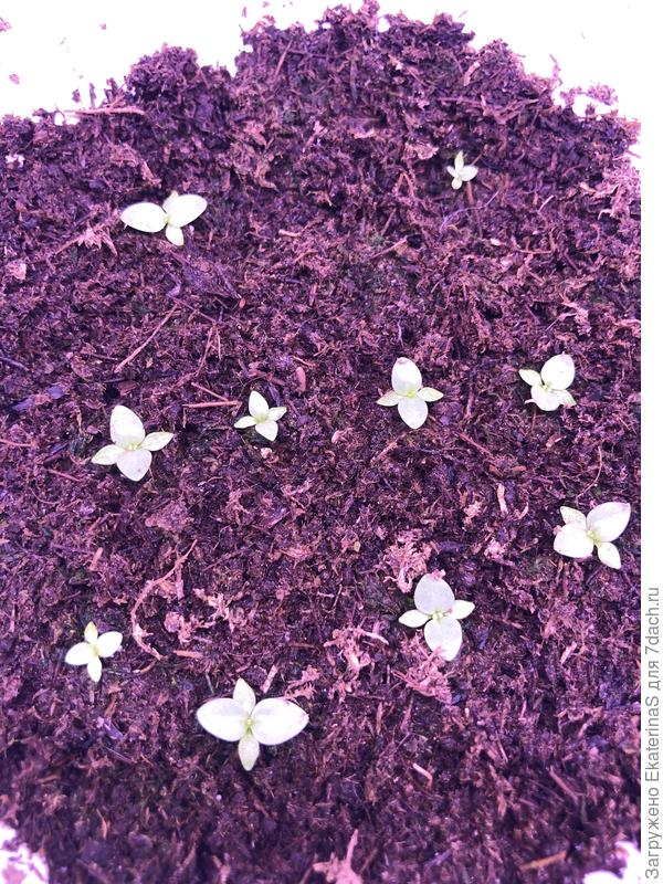 Сеянцы через месяц после посева - в таком виде я их распикировала по стаканам 100 мл.