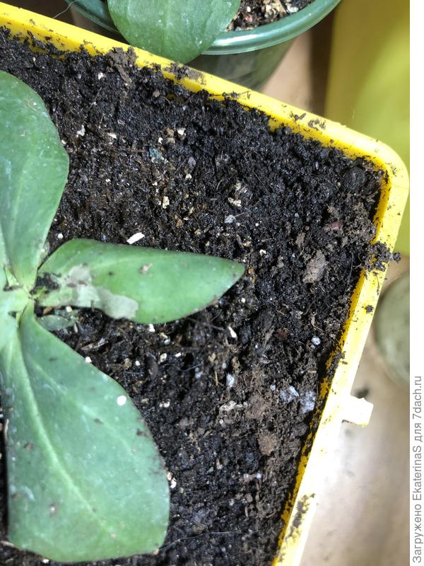 Серые пятна на листе загрустившего ростка