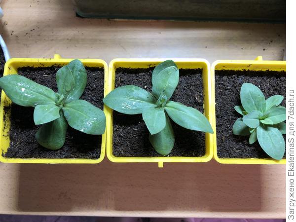 Все три пересадила. Карликовая сразу повеселела, а высокорослые пока нет.