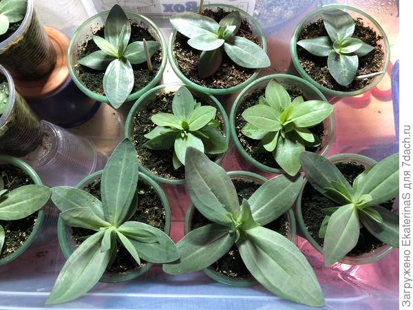 У карликовых всё больше заметна разница между сортами