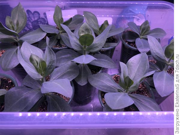 Высокорослые