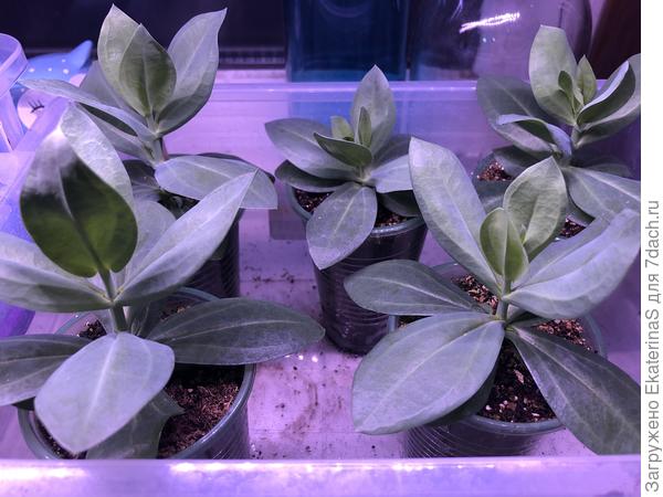 Еще высокорослые