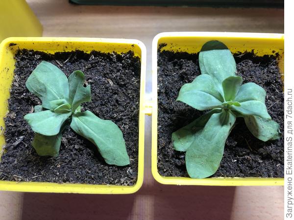 Погибающие высокорослые