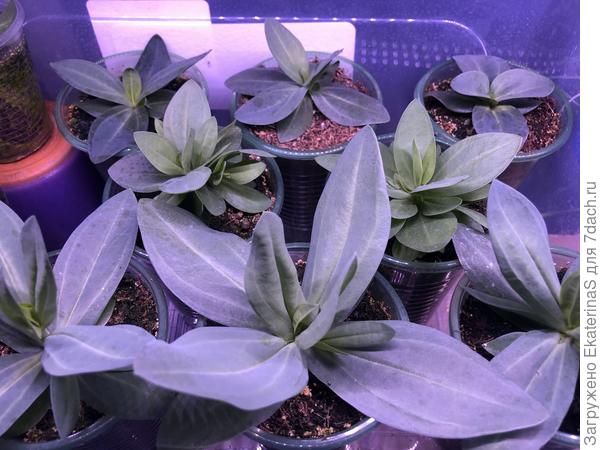 Карликовые