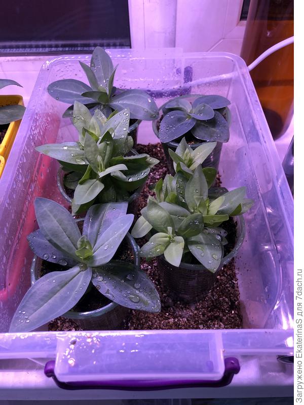 А это ещё не переваленные низкорослые.