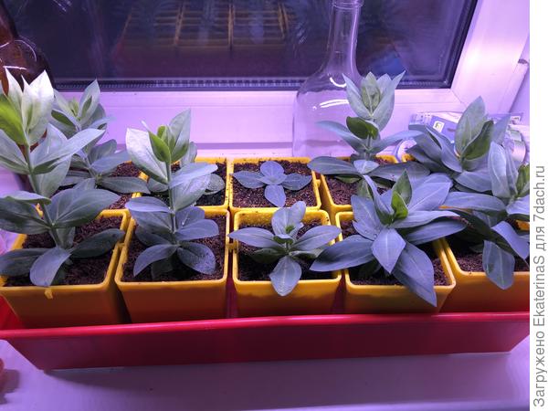 У четырех правых низкорослых уже появились бутоны.