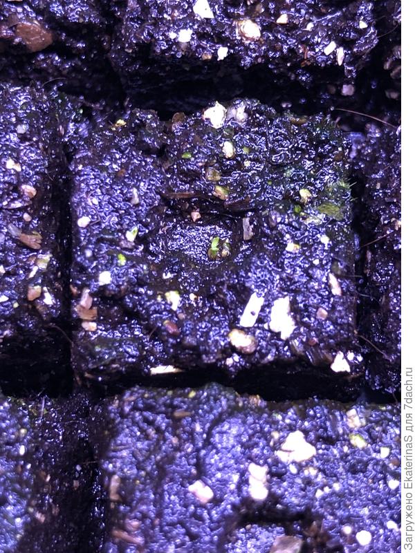 Что-то уже проклюнулось