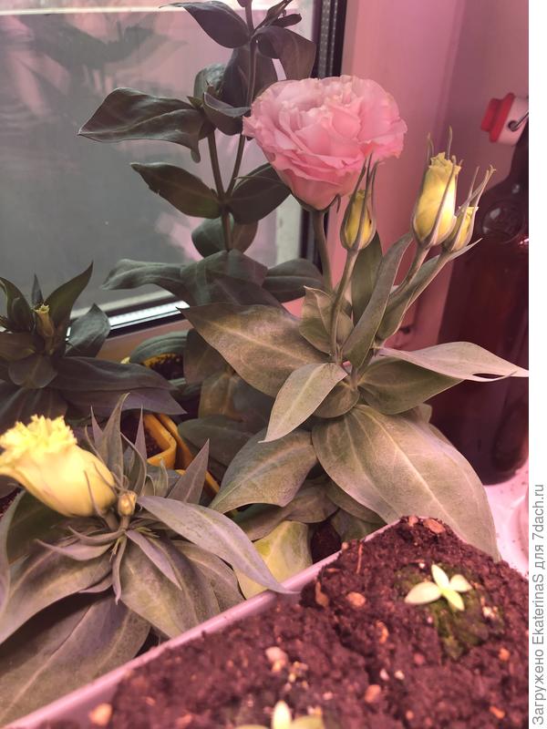 У меня распустилась махровая рози (посеяна 31 октября)