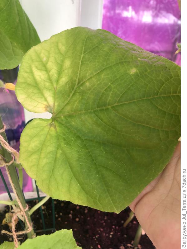 Лист огурца