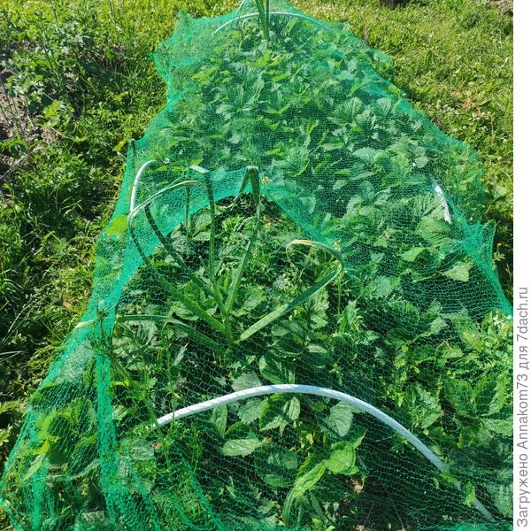 Сетка из Фикспрайса служит верой и правдой много лет