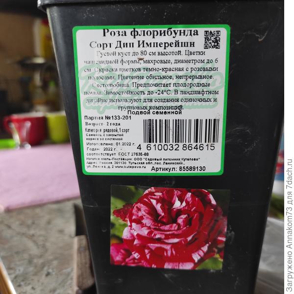 Моя роза, давно хотела пеструю)))