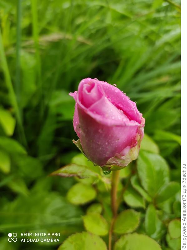 А это в первый год посадки