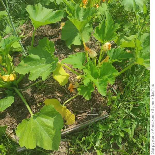 Мелкие листья, желтые снизу