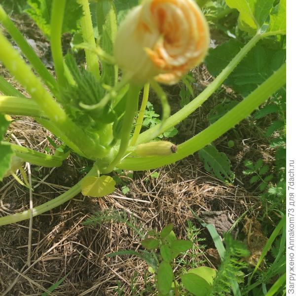 Желтые плоды