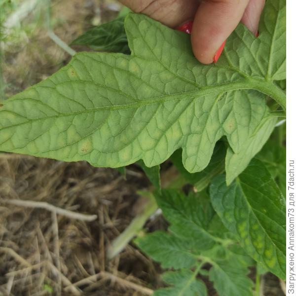 Тоже видны желтые пятна, но бледнее