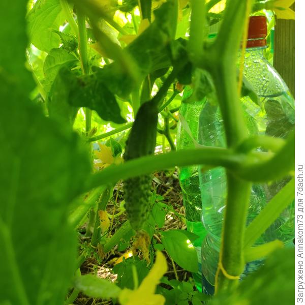 Засолочный маленький но тоже тощий