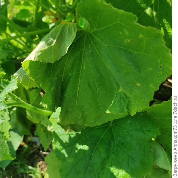 Лист ниже частично уши пуделя