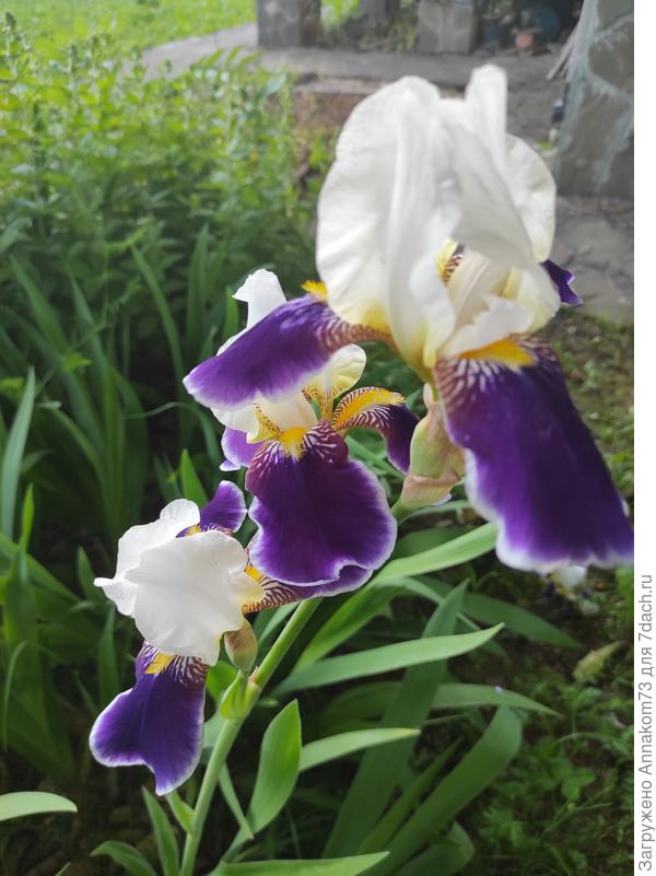 Синий с белым