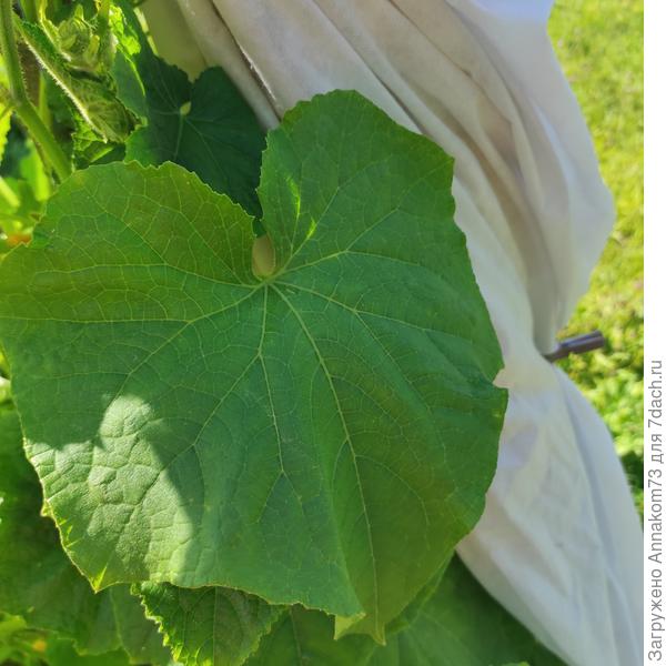 Лист выше, нормального тургора