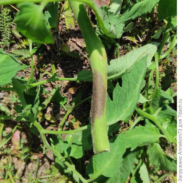 Срезанная кисть