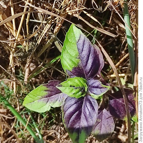 Базилик фиолетовый))))